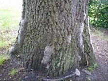 Processionary moths